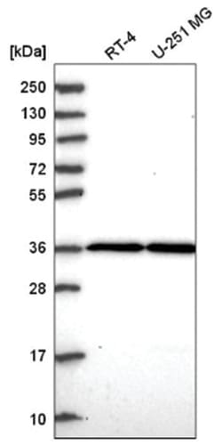 THAP5 Antibody, Novus Biologicals 25 &mu;L:Antibodies, Polyclonal