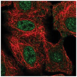 THAP8 Antibody, Novus Biologicals:Antibodies:Primary Antibodies