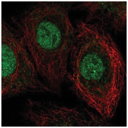 THAP8 Antibody, Novus Biologicals:Antibodies:Primary Antibodies