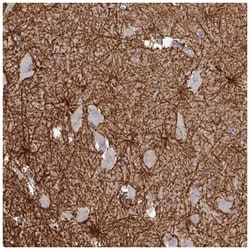 Thimet Oligopeptidase/THOP1 Antibody, Novus Biologicals:Antibodies:Primary