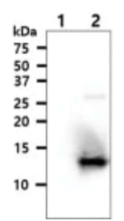 Thioredoxin-2 Mouse anti-Human, Clone: 1B1, Novus Biologicals:Antibodies:Primary