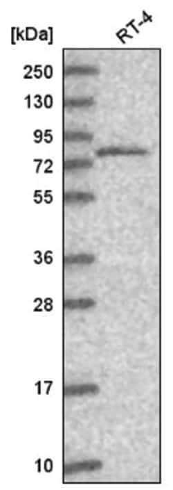 THOC5 Antibody, Novus Biologicals:Antibodies:Primary Antibodies