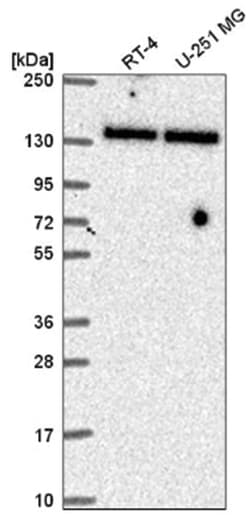 TIF1 alpha Antibody, Novus Biologicals:Antibodies:Primary Antibodies