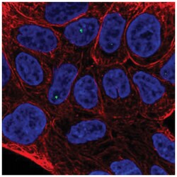 TIGD2 Antibody, Novus Biologicals:Antibodies:Primary Antibodies
