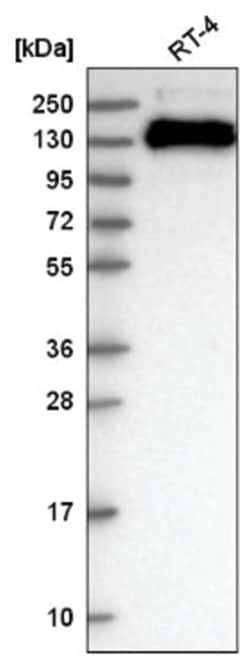 TJP3 Antibody, Novus Biologicals:Antibodies:Primary Antibodies