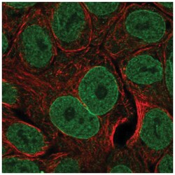 TL1A/TNFSF15 Antibody, Novus Biologicals:Antibodies:Primary Antibodies