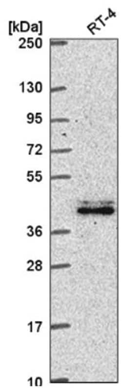 TLE4 Antibody, Novus Biologicals:Antibodies:Primary Antibodies