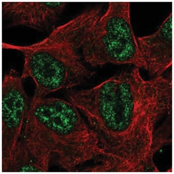 TMEM101 Antibody, Novus Biologicals:Antibodies:Primary Antibodies