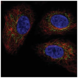 TMEM11 Antibody, Novus Biologicals 100&mu;L; Unlabeled:Antibodies, Polyclonal