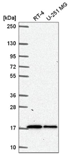 TMEM133 Antibody, Novus Biologicals:Antibodies:Primary Antibodies