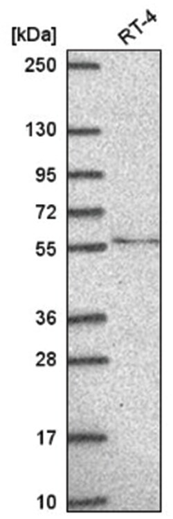 TMEM135 Antibody, Novus Biologicals:Antibodies:Primary Antibodies