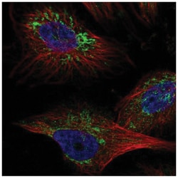 TMEM141 Antibody, Novus Biologicals:Antibodies:Primary Antibodies