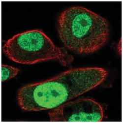 TMEM184A Antibody, Novus Biologicals 25 &mu;L, Unlabeled:Antibodies, Polyclonal