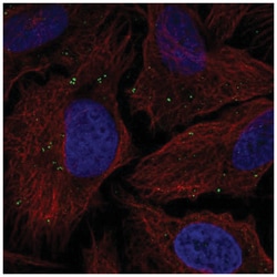 TMEM198 Antibody, Novus Biologicals 25 &mu;L; Unlabeled:Antibodies, Polyclonal