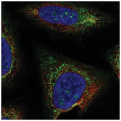 TMEM212 Antibody, Novus Biologicals 100&mu;L; Unlabeled:Antibodies, Polyclonal