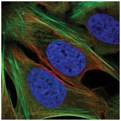 TMEM59L Antibody, Novus Biologicals 25 &mu;L, Unlabeled:Antibodies, Polyclonal