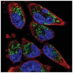 TMEM71 Antibody, Novus Biologicals:Antibodies:Primary Antibodies