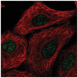 TMEM92 Antibody, Novus Biologicals:Antibodies:Primary Antibodies