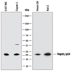 Human/Mouse/Rat Tmp21/p23 Antibody, R D Systems 100&mu;g; Unlabeled:Antibodies,