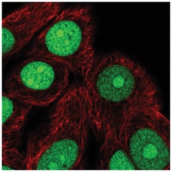 TNPO2 Antibody, Novus Biologicals:Antibodies:Primary Antibodies