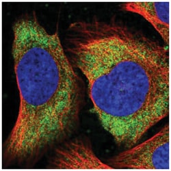 Tomosyn Antibody, Novus Biologicals 25 &mu;L:Antibodies, Polyclonal