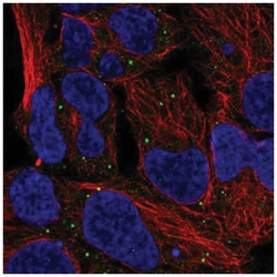 TOR/mTOR Antibody, Novus Biologicals:Antibodies:Primary Antibodies