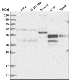 TR2/NR2C1 Antibody, Novus Biologicals:Antibodies:Primary Antibodies