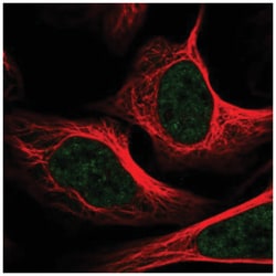 TRAP220/MED1 Antibody, Novus Biologicals:Antibodies:Primary Antibodies