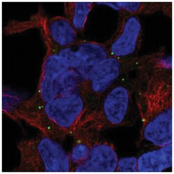 TRAPPC5 Antibody, Novus Biologicals 25 &mu;L; Unlabeled:Antibodies, Polyclonal