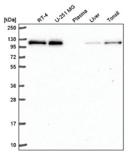 TRERF1 Antibody, Novus Biologicals:Antibodies:Primary Antibodies