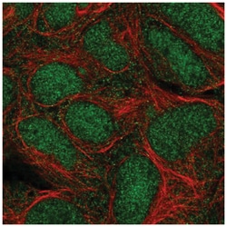 Trim11 Antibody, Novus Biologicals:Antibodies:Primary Antibodies
