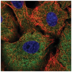 TRIM16 Antibody, Novus Biologicals:Antibodies:Primary Antibodies