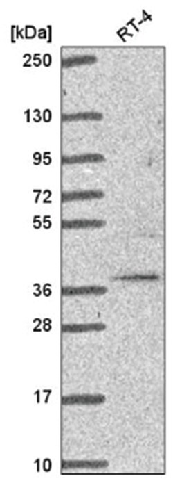 TRIM27 Antibody, Novus Biologicals:Antibodies:Primary Antibodies