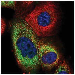 TRIM50 Antibody, Novus Biologicals 25 &mu;L | Buy Online | Novus Biologicals | Fisher Scientific
