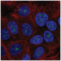 TRIM52 Antibody, Novus Biologicals 100&mu;L; Unlabeled:Antibodies, Polyclonal
