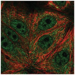 TRIM65 Antibody, Novus Biologicals 100 &mu;L | Buy Online | Novus Biologicals | Fisher Scientific