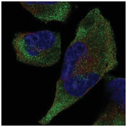 TRIM9 Antibody, Novus Biologicals 100&mu;L; Unlabeled:Antibodies, Polyclonal