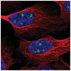 TrkC Antibody, Novus Biologicals:Antibodies:Primary Antibodies