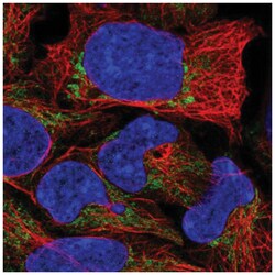 TRMU Antibody, Novus Biologicals:Antibodies:Primary Antibodies