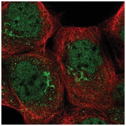 TRRAP Antibody, Novus Biologicals:Antibodies:Primary Antibodies