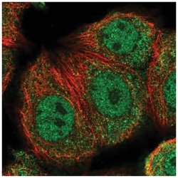 TRXR3 Antibody, Novus Biologicals:Antibodies:Primary Antibodies