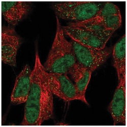 TTDN1 Antibody, Novus Biologicals:Antibodies:Primary Antibodies