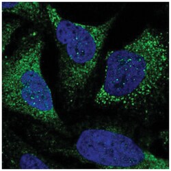 TTLL7 Antibody, Novus Biologicals:Antibodies:Primary Antibodies