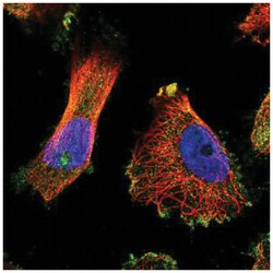 TUBGCP5 Antibody, Novus Biologicals 25 &mu;L:Antibodies, Polyclonal