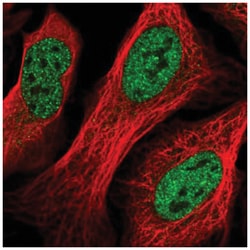 TWA1 Antibody, Novus Biologicals:Antibodies:Primary Antibodies