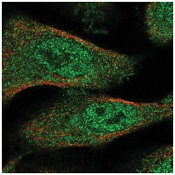 TXNL4B Antibody, Novus Biologicals:Antibodies:Primary Antibodies