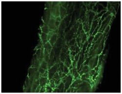 Tyrosine Hydroxylase Rabbit anti-Drosophila, Human, Insect, Mammalia, Mouse,
