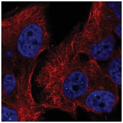 TYW5 Antibody, Novus Biologicals:Antibodies:Primary Antibodies