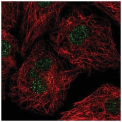 U2AF1L4 Antibody, Novus Biologicals 25 &mu;L:Antibodies, Polyclonal