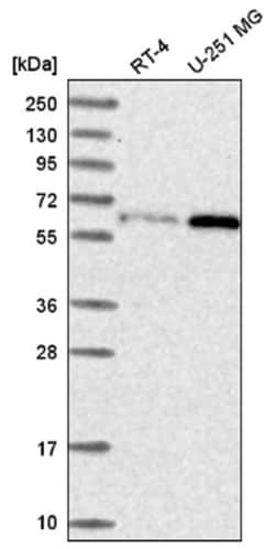 U2AF2 Antibody, Novus Biologicals:Antibodies:Primary Antibodies